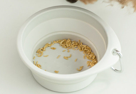 Het silicone maakte de Opvouwbare Schotels van de de Reishond van de Huisdierenkom Draagbare rond